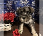 Small #4 Schnauzer (Miniature)