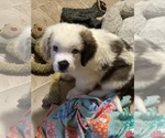 Small Photo #1 Saint Bernard Puppy For Sale in INTERLAKEN, NY, USA