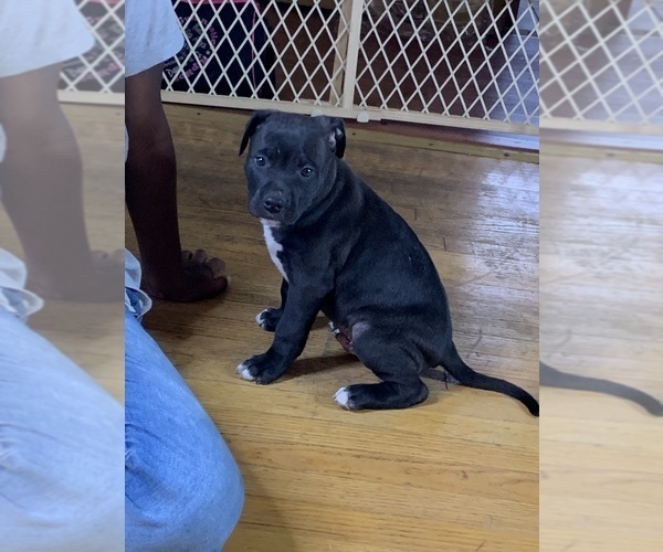 Medium Photo #1 American Pit Bull Terrier Puppy For Sale in CALUMET CITY, IL, USA