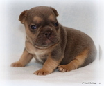 Small Photo #13 French Bulldog Puppy For Sale in WINNSBORO, TX, USA