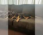 Small #2 Mutt