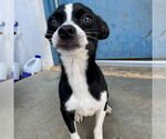 Small #2 Chihuahua Mix