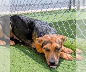 Rottweiler-Unknown Mix Dogs for adoption in Texas City, TX, USA