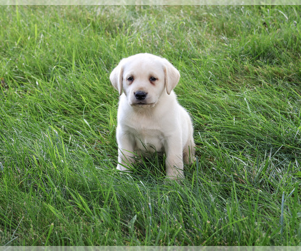 Medium Photo #4 Labrador Retriever Puppy For Sale in SYRACUSE, IN, USA