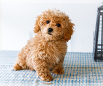 Small Photo #41 Poodle (Toy) Puppy For Sale in WAKARUSA, IN, USA