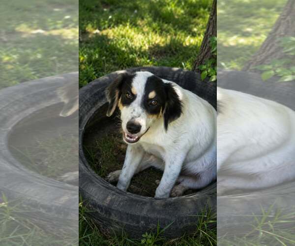 Medium Photo #1 Pyrenees Border Collie Puppy For Sale in Oakhurst, NJ, USA