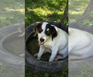 Pyrenees Border Collie Dogs for adoption in Oakhurst, NJ, USA