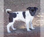 Small #2 Jack Russell Terrier Mix