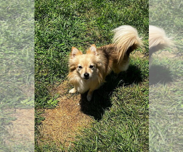 Medium Photo #2 Chihuahua Puppy For Sale in Aurora, IN, USA