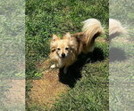 Small #1 Chihuahua