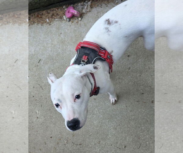 Medium Photo #5 Mutt Puppy For Sale in Woodsfield, OH, USA