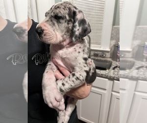 Great Dane Puppy for Sale in HAYES, Virginia USA