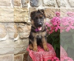 Puppy Bailey German Shepherd Dog