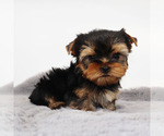 Small #3 Yorkshire Terrier