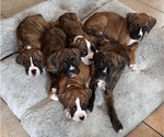 Small Boxer