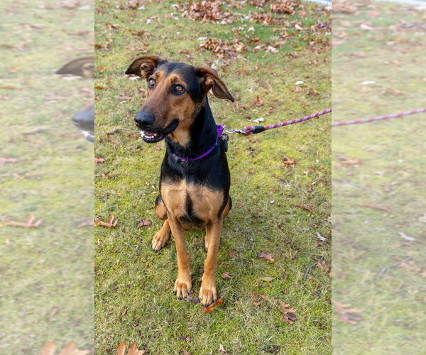 Medium Photo #20 Doberman Pinscher-Unknown Mix Puppy For Sale in Oak Bluffs, MA, USA