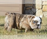 Small Photo #10 Bulldog Puppy For Sale in STEPHENVILLE, TX, USA