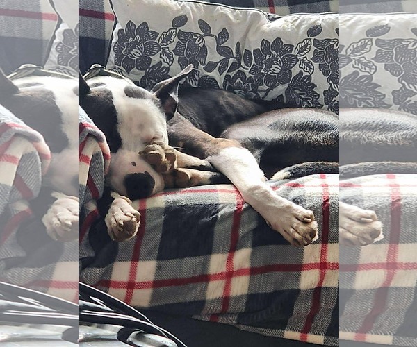 Medium Photo #2 American Pit Bull Terrier-Unknown Mix Puppy For Sale in Germantown, OH, USA