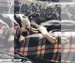 Small #1 American Pit Bull Terrier Mix