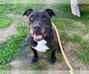 Mutt Dogs for adoption in Orange, CA, USA