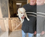 Small Photo #2 Chiranian Puppy For Sale in FITCHBURG, MA, USA