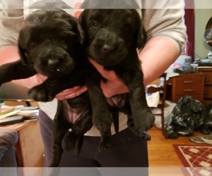 Labradoodle Puppy for sale in VIENNA, IL, USA