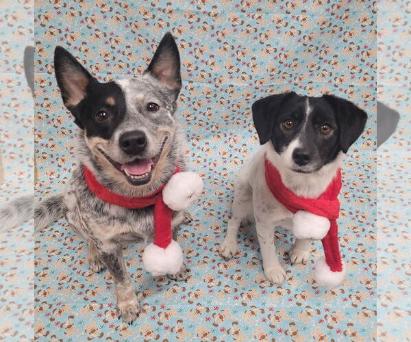 Medium Photo #6 Mutt Puppy For Sale in FAIRLAWN, OH, USA