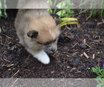 Small #5 Pomeranian
