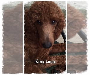 Father of the Goldendoodle puppies born on 05/23/2025