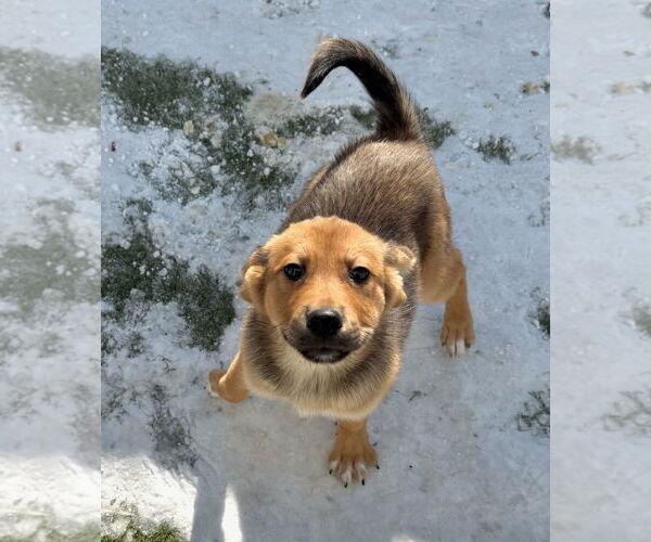 Medium Photo #3 Gerberian Shepsky Puppy For Sale in GILBERTS, IL, USA
