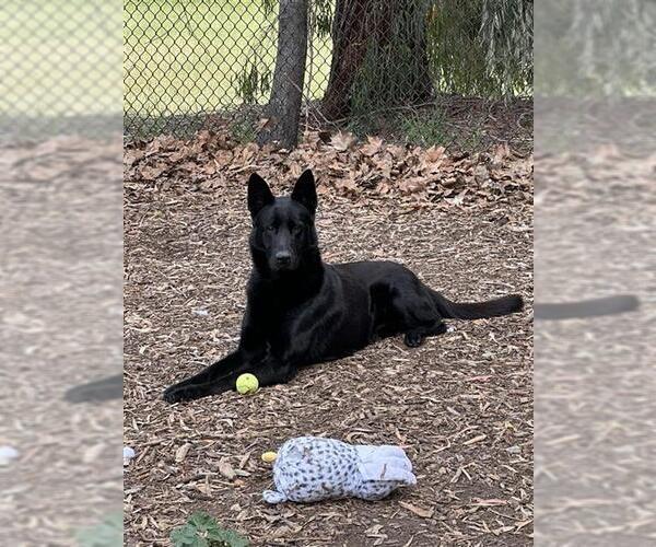 Medium Photo #3 German Shepherd Dog Puppy For Sale in Fremont, CA, USA