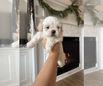 Puppy Daisy Shih Tzu