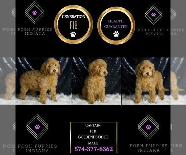Medium Photo #6 Goldendoodle (Miniature) Puppy For Sale in WARSAW, IN, USA