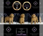 Small #5 Goldendoodle (Miniature)