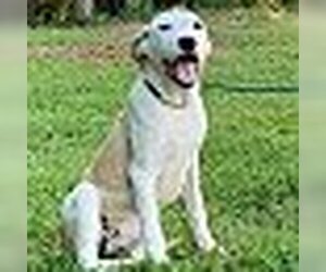 Great Pyrenees Dogs for adoption in HOPKINSVILLE/PRINCETON, KY, NH, USA