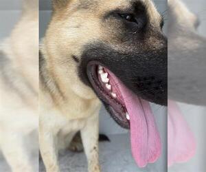 Mutt Dogs for adoption in Houston, TX, USA