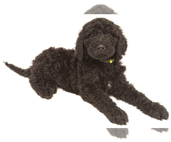 Medium Photo #1 Poodle (Standard) Puppy For Sale in CEDAR CITY, UT, USA