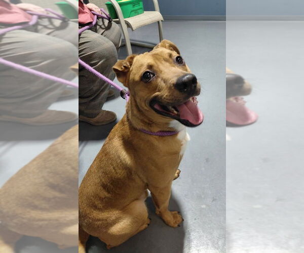 Medium Photo #4 Labrador Retriever-Unknown Mix Puppy For Sale in South Bend, IN, USA