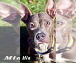 Small #19 Mutt