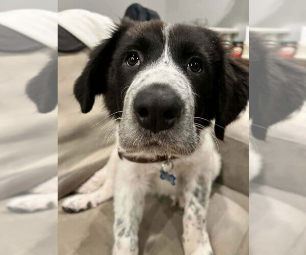 Medium Photo #2 Great Pyrenees-Unknown Mix Puppy For Sale in Plymouth, MN, USA