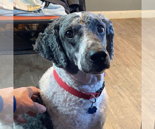 Medium Photo #2 Aussiedoodle Puppy For Sale in Pacolet, SC, USA