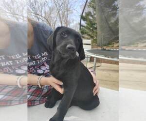 Labrador Retriever Puppy for sale in TRINITY, NC, USA
