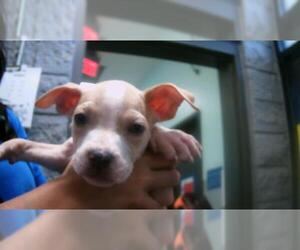 American Pit Bull Terrier-Unknown Mix Dogs for adoption in Tulsa, OK, USA