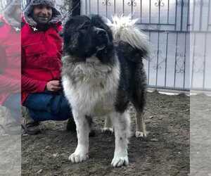 Caucasian Shepherd Dog Dog for Adoption in Zarnesti, Brasov Romainia