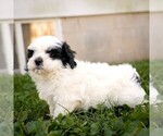 Small #2 Zuchon