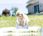 Small #9 Maltipoo