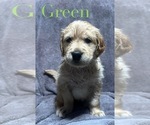 Puppy Green Golden Retriever