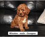 Small #1 Cavapoo