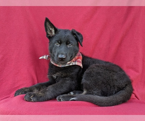 Medium Photo #1 German Shepherd Dog Puppy For Sale in OXFORD, PA, USA