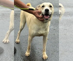 Tonga - Male Labrador Retriever-Unknown Mix Dog for Adoption - Photo #2